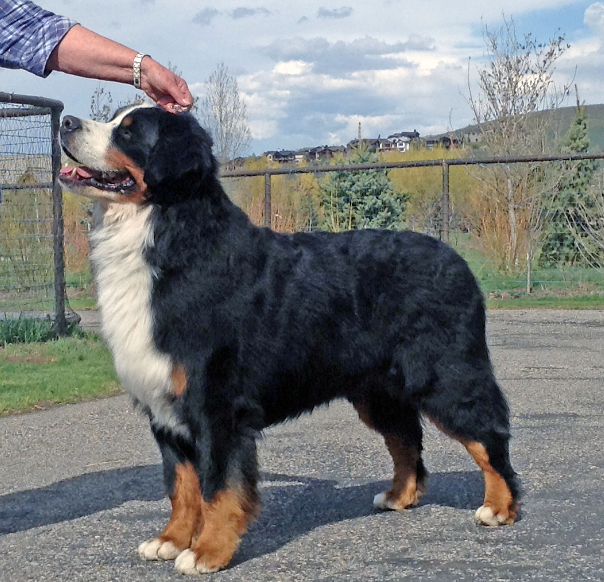 Powder Keg Farm Bernese Photos